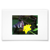 Impression Photo Papillon (Devant)