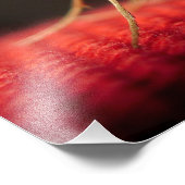 Impression Photo papillon (Coin)