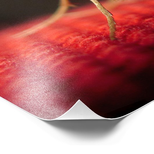 Impression Photo papillon (Coin)