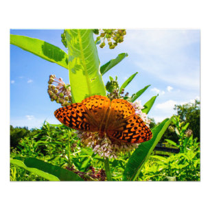 Impression Photo papillon