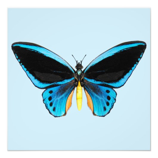 Impression Photo Papillon (Devant)