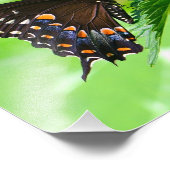 Impression photo papillon (Coin)