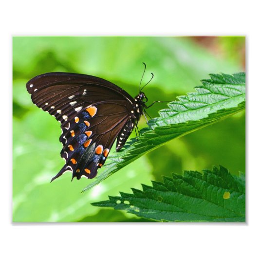 Impression photo papillon (Devant)