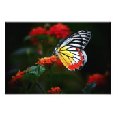 Impression Photo Papillon (Devant)