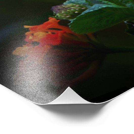 Impression Photo Papillon (Coin)