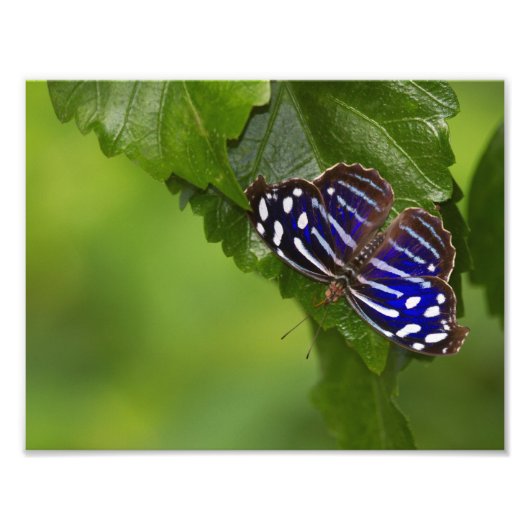 Impression Photo papillon à aile bleue mexicaine (Devant)