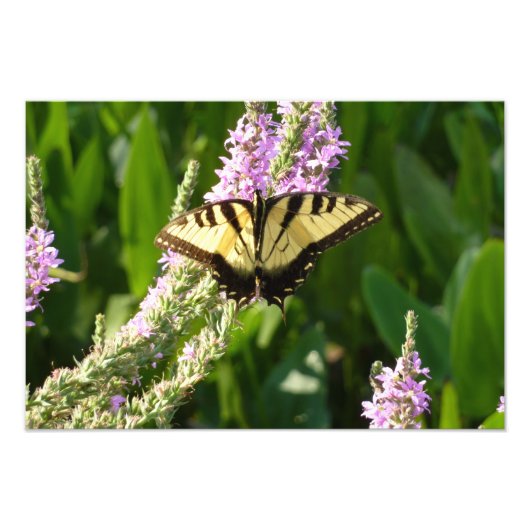Impression Photo Papillon à queue d'hirondelle sur des fleurs sauva (Devant)