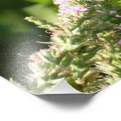 Impression Photo Papillon à queue d'hirondelle sur des fleurs sauva (Coin)