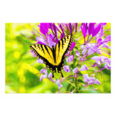 Impression Photo Papillon à queue jaune (Devant)