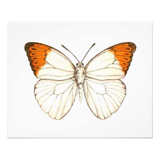 Impression Photo Papillon aquarelle, grande pointe orange (Devant)