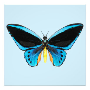 Impression Photo Papillon Birdwing