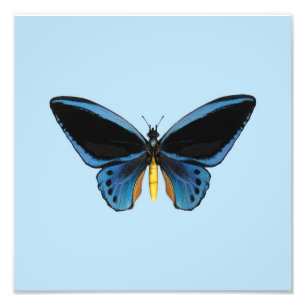 Impression Photo Papillon Birdwing