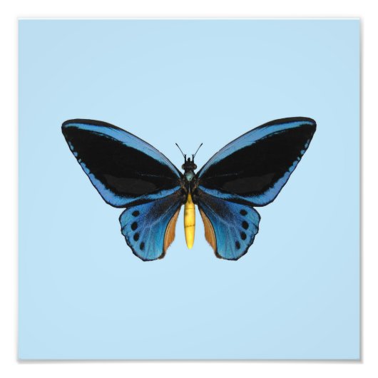 Impression Photo Papillon Birdwing (Devant)
