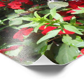 Impression Photo Papillon blanc au chou (Coin)