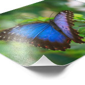 Impression Photo Papillon bleu (Coin)