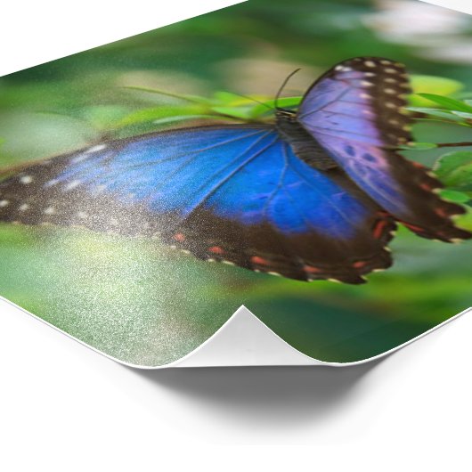 Impression Photo Papillon bleu (Coin)