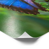 Impression Photo Papillon bleu (Coin)