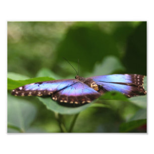 Impression Photo Papillon bleu - Fermer 8x10