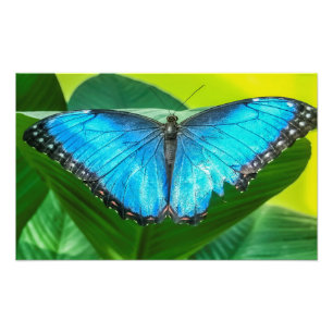 Impression Photo Papillon bleu Morpho