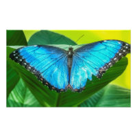 Papillon bleu Morpho Floral Nature Art