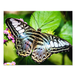 Impression Photo Papillon Blue Clipper