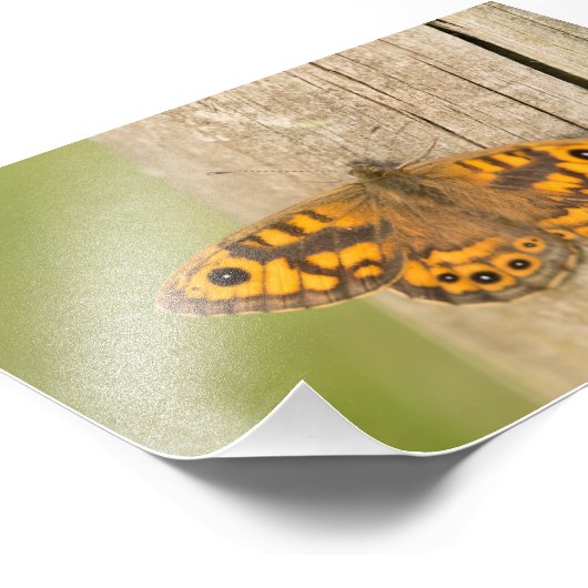 Impression Photo Papillon Brown de mur (Coin)
