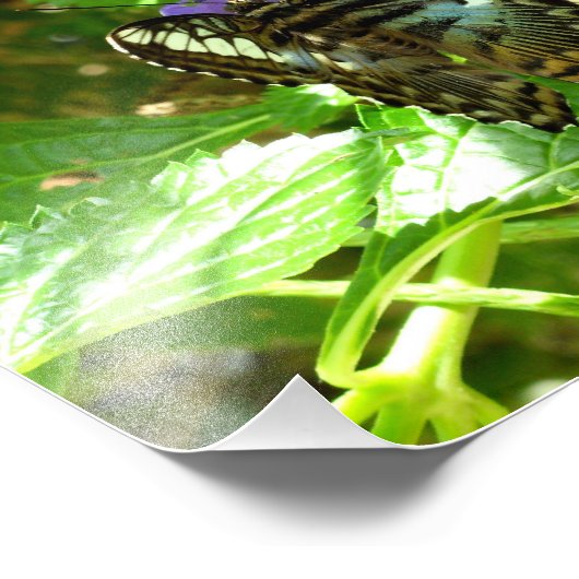 Impression Photo Papillon Clipper (Coin)