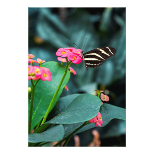 Impression Photo papillon coloré dans le jardin