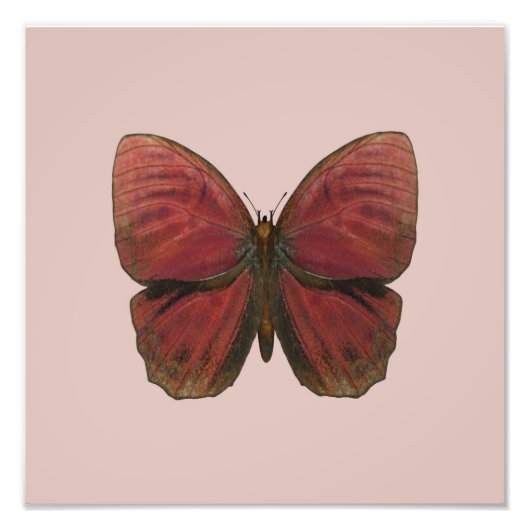 Impression Photo Papillon Coq Rouge (Devant)