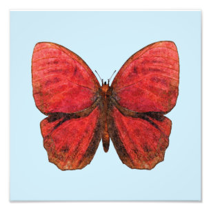 Impression Photo Papillon Coq Rouge