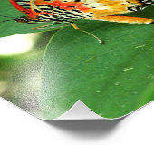 Impression Photo Papillon de la Dame peinte (Coin)