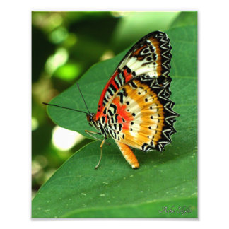 Impression Photo Papillon de la Dame peinte