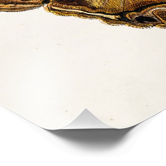 Impression Photo Papillon de Modèle de papillon de papillon fuzzy B (Coin)