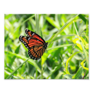 Impression Photo Papillon de monarque en vol
