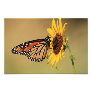 Impression Photo Papillon de monarque sur le tournesol