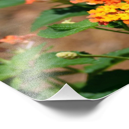 Impression Photo Papillon de queue de tigre (Coin)