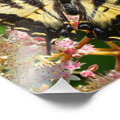 Impression Photo Papillon de queue de Tigre occidental sur Rodgersi (Coin)