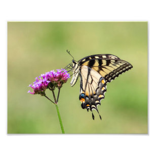 Impression Photo Papillon d'épaisse du tigre oriental