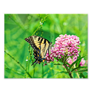 Impression Photo Papillon d'épave du tigre oriental