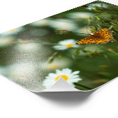 Impression Photo Papillon du Pacifique (Coin)