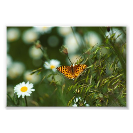 Impression Photo Papillon du Pacifique (Devant)