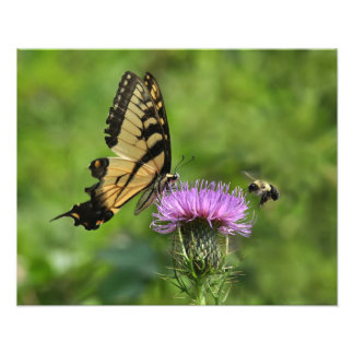 Impression Photo Papillon et abeille