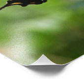 Impression Photo Papillon et abeille (Coin)