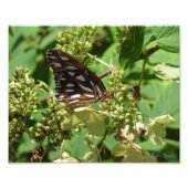 Impression Photo Papillon fritillaire du Golfe (Devant)