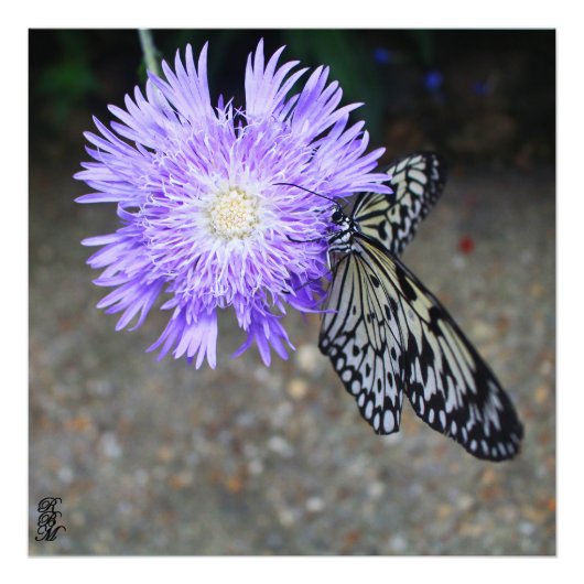 Impression Photo Papillon jaune sur Fleur violette (Devant)