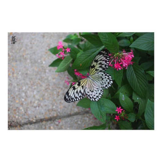 Impression Photo Papillon jaune volant (Devant)