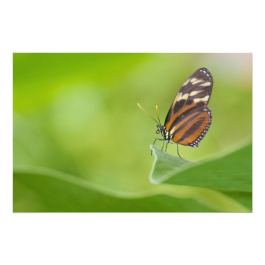 Impression Photo Papillon long tigre (Devant)
