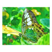 Impression Photo Papillon Malachite sur feuille verte (Devant)