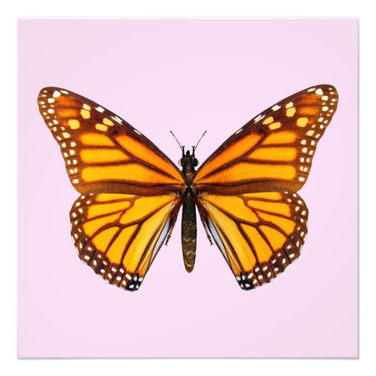 Impression Photo Papillon monarque (Devant)