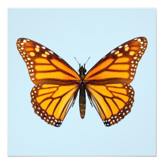 Impression Photo Papillon monarque (Devant)